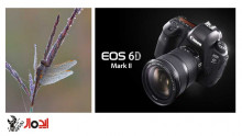 نمایندگی کانن - ویژگی های عکاسی در طبیعت ، حیات وحش و فضای باز با استفاده از دوربین Canon eos 6D MK II