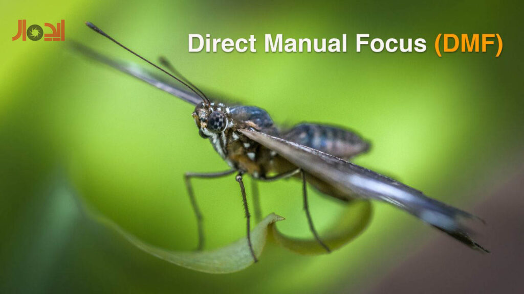 راهنمای جامع عکاسی ماکرو با لنز سونی FE 70-200mm f/4 Macro: ثبت دنیای شگفتانگیز حشرات 4 ثبت سوژه با تکنیک DMF