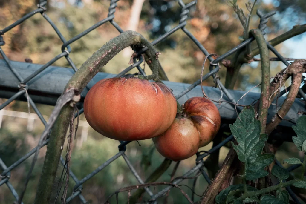 Canon V1 articulating screen selfie