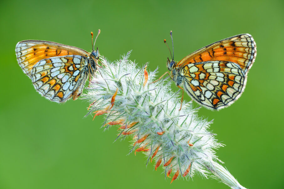 راهنمای جامع عکاسی ماکرو با لنز سونی FE 70-200mm f/4 Macro: ثبت دنیای شگفتانگیز حشرات 2 عکس ماکرو از دو پروانه که روی یک گیاه در ساعات اولیه صبح دیده میشود.