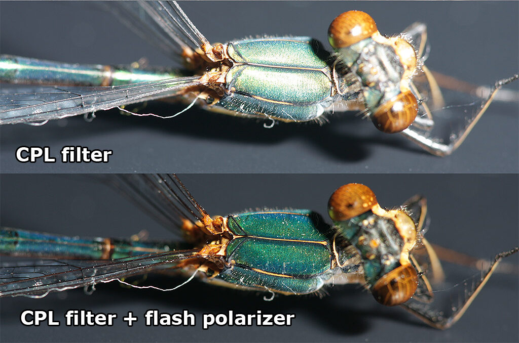 تفاوت عکاسی از حشره با و بدون فیلتر پلاریزر