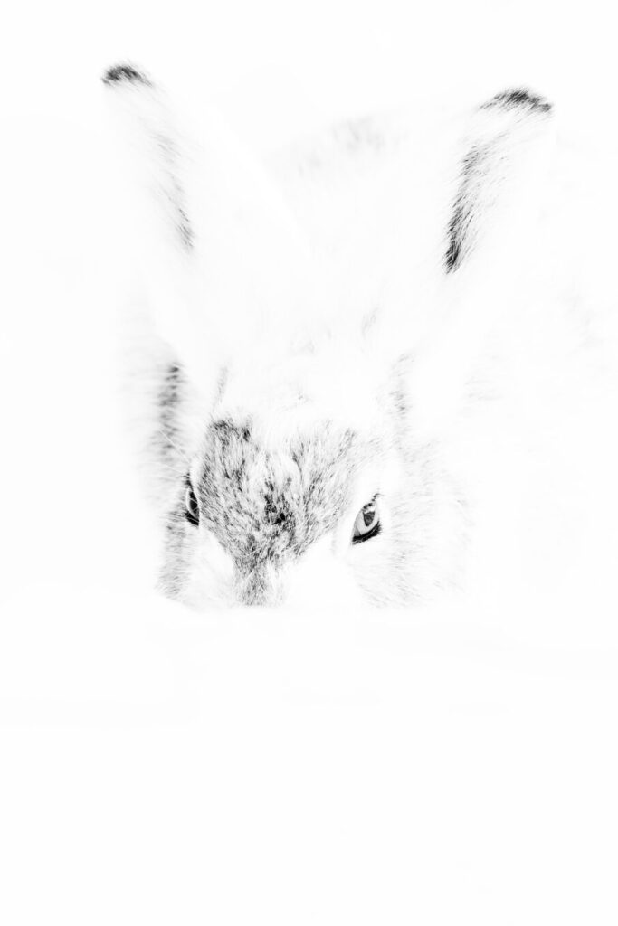 اکستریم کلوزآپ از خرگوش سفید درون برف