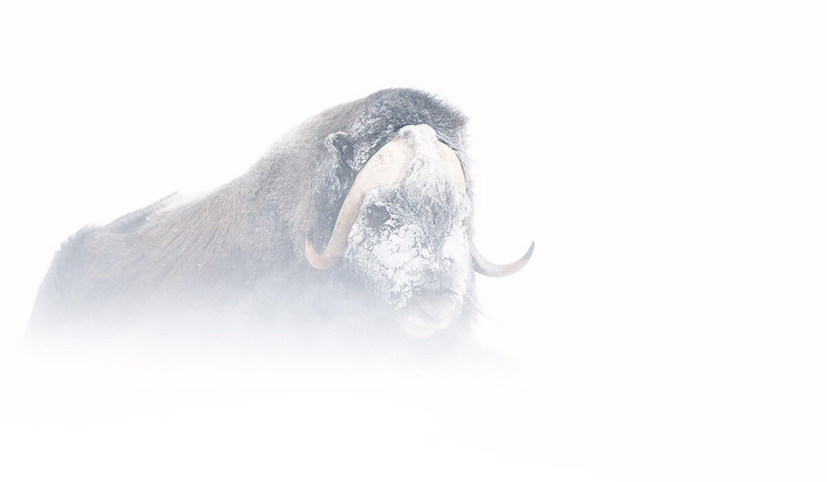 فنون و تجهیزات برای ثبت تصاویری بی‌نظیر