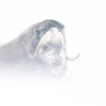 راهنمای عکاسی از حیات وحش در برف: فنون و تجهیزات برای ثبت تصاویری بینظیر 9 فنون و تجهیزات برای ثبت تصاویری بینظیر