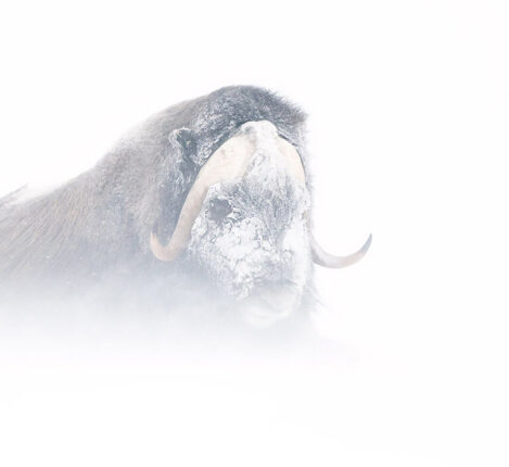 فنون و تجهیزات برای ثبت تصاویری بی‌نظیر