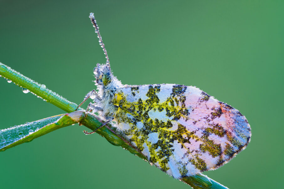 در زمینه عکاسی ماکرو از حشرات باید زودتر از طلوع آفتاب به مکان مورد نظر رفت تا بتوان حشرات را در حالت خواب مشاهده کرد.