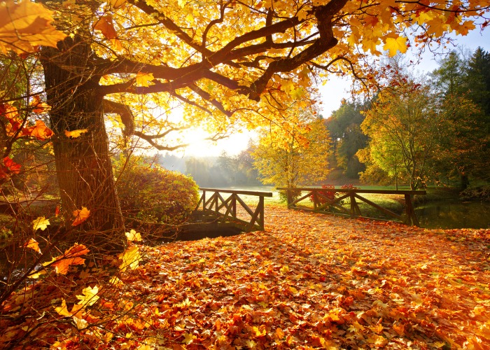 عکاسی از رنگ‌های پاییزه