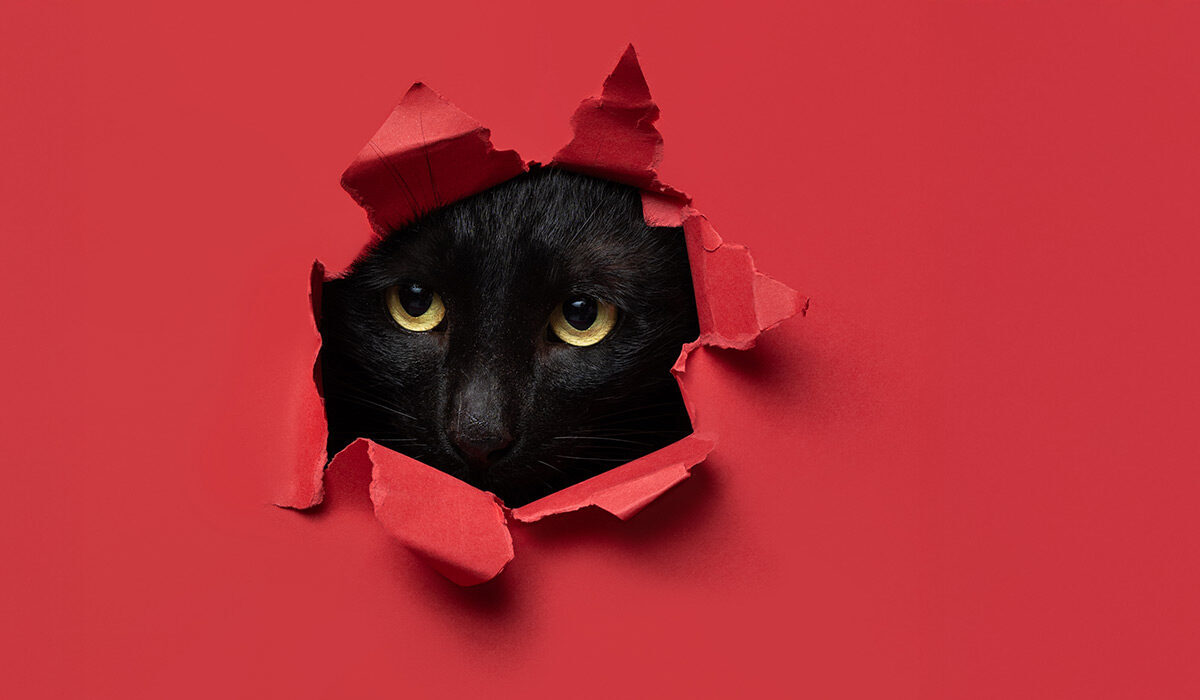 عکاسی از حیوان خانگی با فوکوس روی چشم و پیسش زمینه ای با رنگ متضاد