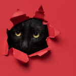 راهنمای جامع عکاسی از حیوانات خانگی با دوربین سونی 8 عکاسی از حیوان خانگی با فوکوس روی چشم و پیسش زمینه ای با رنگ متضاد