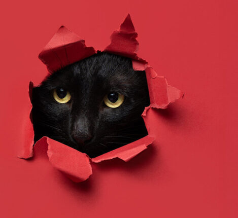 عکاسی از حیوان خانگی با فوکوس روی چشم و پیسش زمینه ای با رنگ متضاد