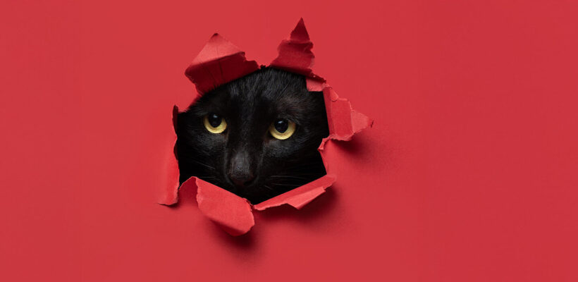 راهنمای جامع عکاسی از حیوانات خانگی با دوربین سونی 1 عکاسی از حیوان خانگی با فوکوس روی چشم و پیسش زمینه ای با رنگ متضاد