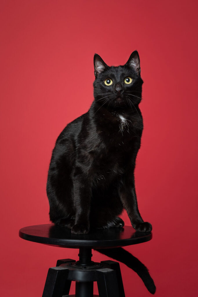 همکاری برای عکاسی از حیوان خانگی در استودیو