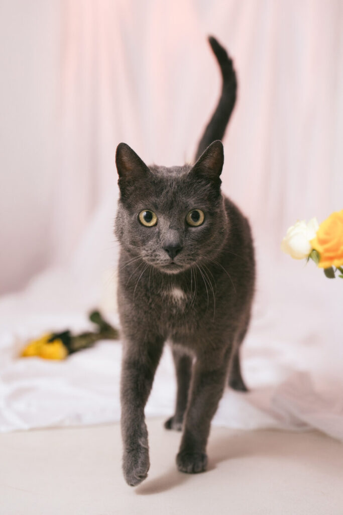 گربه در حال نگاه مستقیم به لنز در یک اتاق روشن.