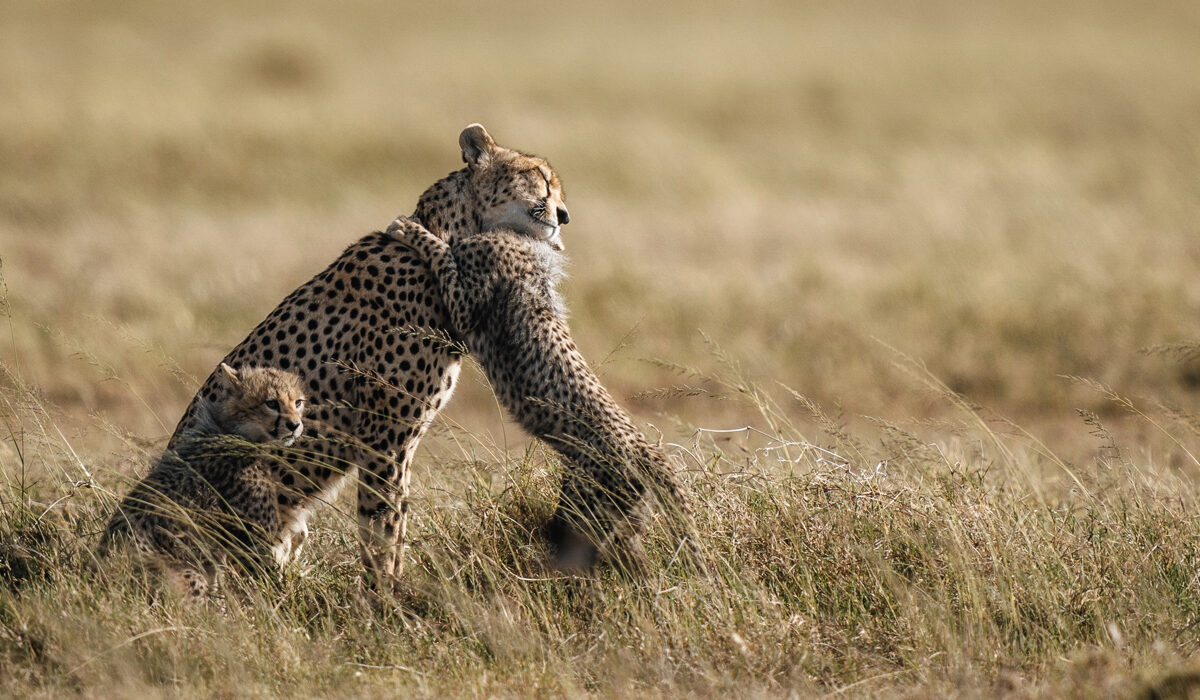 Alt Text: یک شیر در ساوانای آفریقا با نور زیبای صبحگاهی