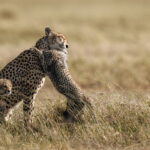 Alt Text: یک شیر در ساوانای آفریقا با نور زیبای صبحگاهی