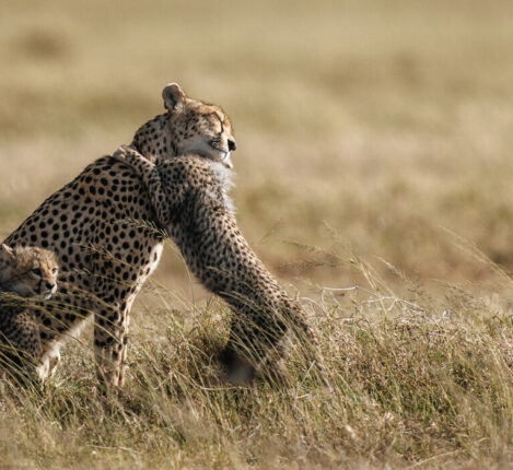 Alt Text: یک شیر در ساوانای آفریقا با نور زیبای صبحگاهی