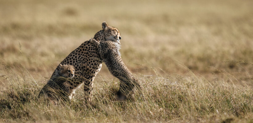 عکاسی از گربهسانان آفریقا: راهنمای جامع تجهیزات و خدمات تخصصی برای ثبت لحظات بیتکرار 1 Alt Text: یک شیر در ساوانای آفریقا با نور زیبای صبحگاهی