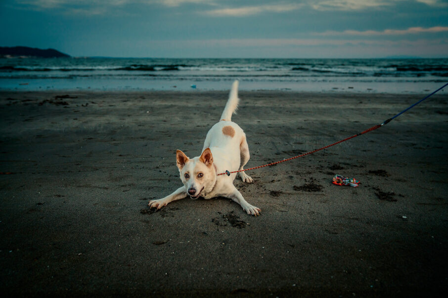 سگ در حال بازی در ساحل با پس‌زمینه تار.
