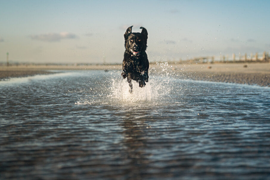 عکاسی از سوژه‌های سریع و غیرقابل پیش‌بینی مانند حیوانات در حال بازی، نیازمند تجهیزات و تنظیمات پیشرفته است. این تصویر با استفاده از لنز 85mm f/1.4 و دوربین پرسرعت α9 III ثبت شده و کیفیت بالایی در جزئیات و عملکرد فوکوس را نشان می‌دهد.