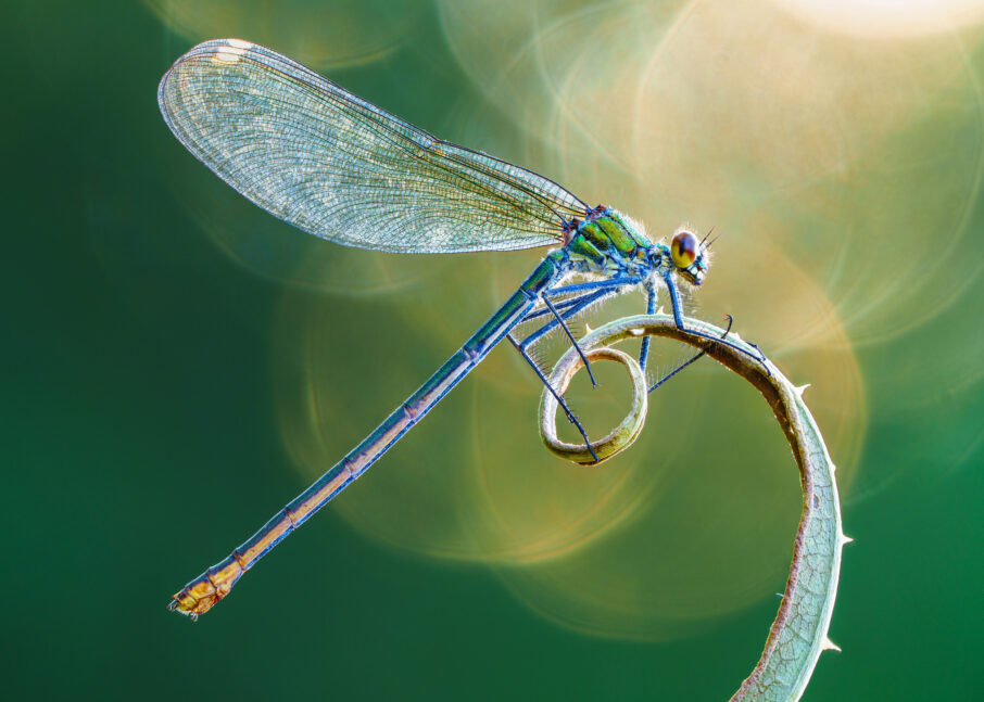 جزئیات بال و بدن حشره در نور طبیعی