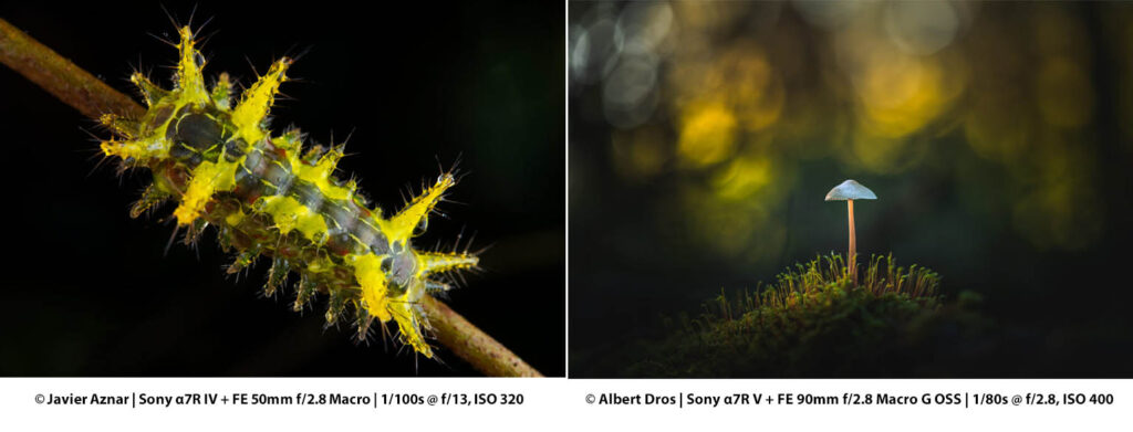 تفاوت فاصله کاری در لنزهای ماکرو ۹۰ و ۵۰ میلی‌متری