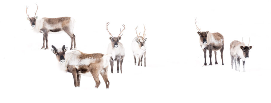 استراتژی فوکوس