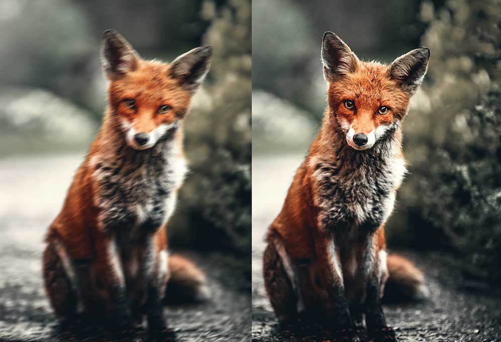 لرزشگیر تصویر (IS) 