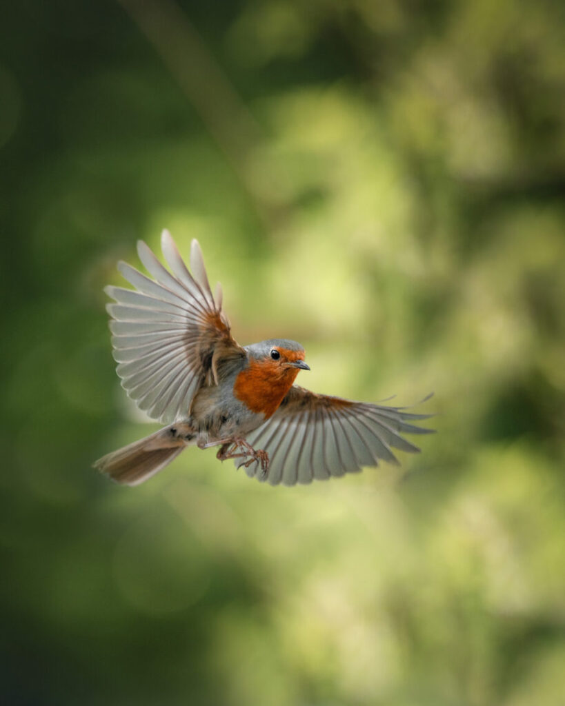 راهنمای جامع عکاسی از پرندگان باغچه: نکات کلیدی برای ثبت تصاویری حیرتانگیز 2 عکاسی از پرنده در حال پرواز با سرعت شاتر بالا