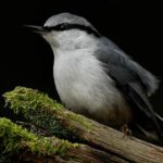 عکاسی از پرنده در نور طلایی صبحگاهی