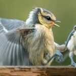 استفاده از اپلیکیشن Sony Imaging Edge