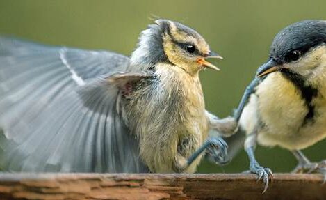 استفاده از اپلیکیشن Sony Imaging Edge