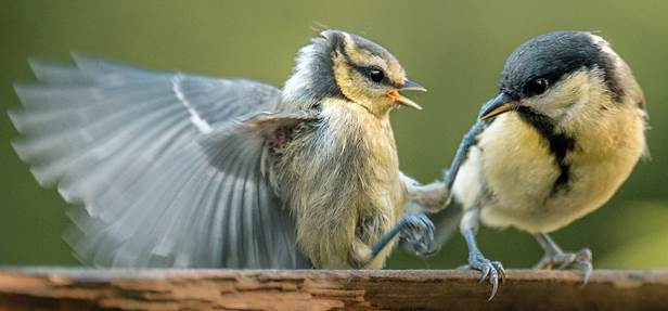 استفاده از اپلیکیشن Sony Imaging Edge