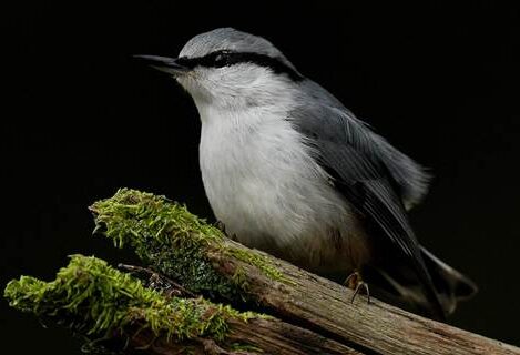 عکاسی از پرنده در نور طلایی صبحگاهی