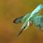 راهنمای جامع عکاسی در ساعت طلایی با دوربینهای سونی آلفا 12 عکاسی ساعت طلایی با دوربین سونی آلفا: تکنیکهای حرفهای