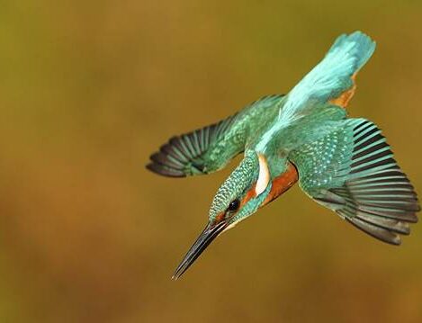 عکاسی ساعت طلایی با دوربین سونی آلفا: تکنیک‌های حرفه‌ای