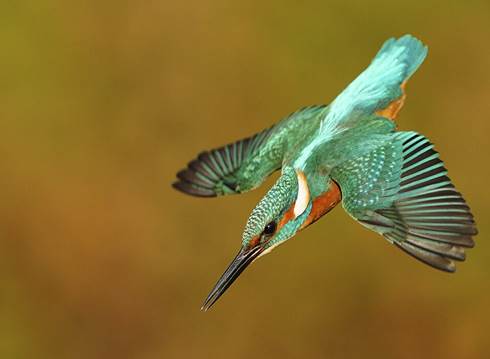 راهنمای جامع عکاسی در ساعت طلایی با دوربینهای سونی آلفا 1 عکاسی ساعت طلایی با دوربین سونی آلفا: تکنیکهای حرفهای