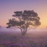 تجهیزات عکاسی (دوربین و سه‌پایه) آماده کار در مه