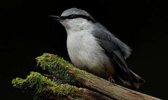 راهنمای جامع عکاسی از پرندگان باغچه: نکات کلیدی برای ثبت تصاویری حیرتانگیز 1 عکاسی از پرنده در نور طلایی صبحگاهی