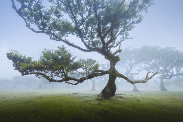 هنگام عکاسی در مه از قبل برنامه‌ریزی کنید. 