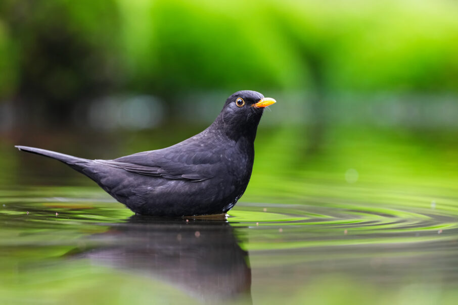 راهنمای جامع عکاسی از پرندگان باغچه: نکات کلیدی برای ثبت تصاویری حیرتانگیز 5 لنز تله فوتو حرفهای برای عکاسی از پرندگان