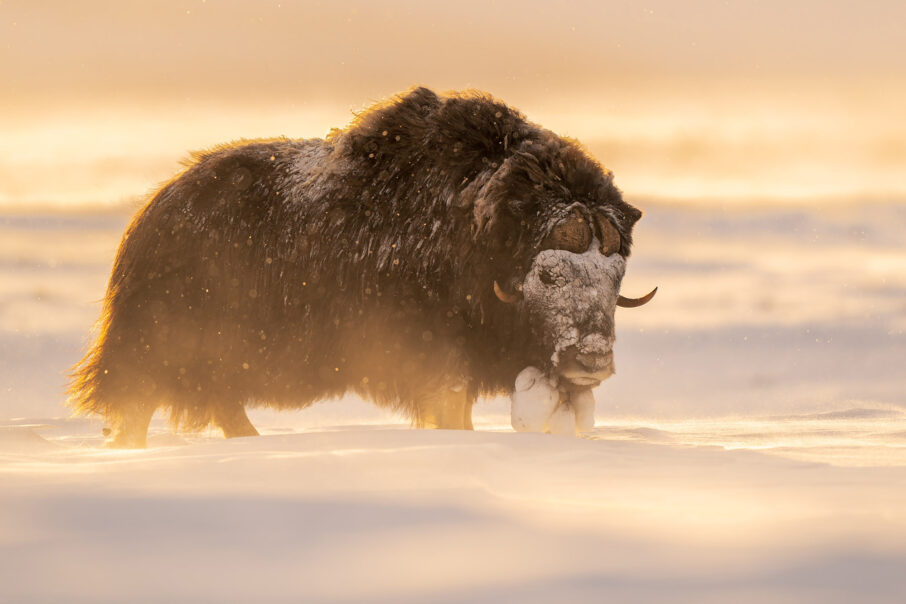 لنز FE 20mm f/1.8 G، برای عکاسی نزدیک از گاومیش