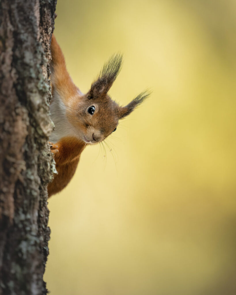 رفتار حیات وحش در آستانه زمستان