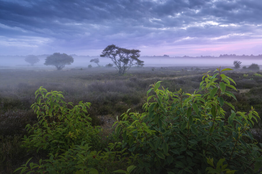 پرتوهای خورشید (Light Rays) در جنگل مه‌آلود 