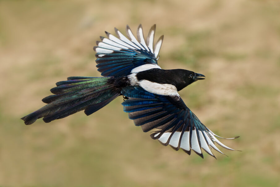 راهنمای جامع عکاسی از پرندگان باغچه: نکات کلیدی برای ثبت تصاویری حیرتانگیز 6 نمایش قابلیت Bird Eye AF در دوربین