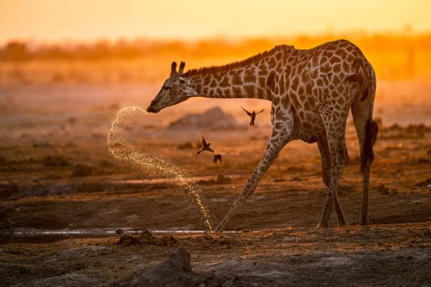 راهنمای جامع عکاسی در ساعت طلایی با دوربینهای سونی آلفا 4 استفاده بازتابنده برای افزودن مقداری از آن نور طلایی