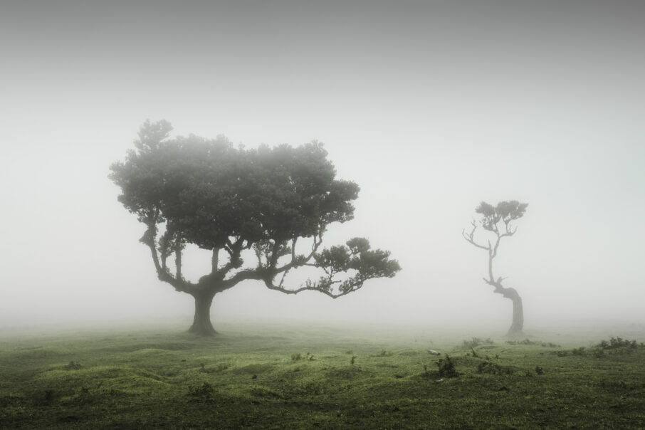 استفاده از پیش‌زمینه برای ایجاد عمق در عکاسی مه 