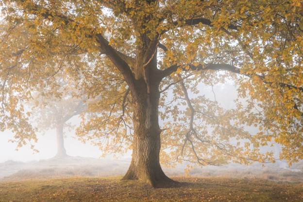 راهنمای جامع عکاسی در ساعت طلایی با دوربینهای سونی آلفا 5 ترکیب سحرآمیز نور