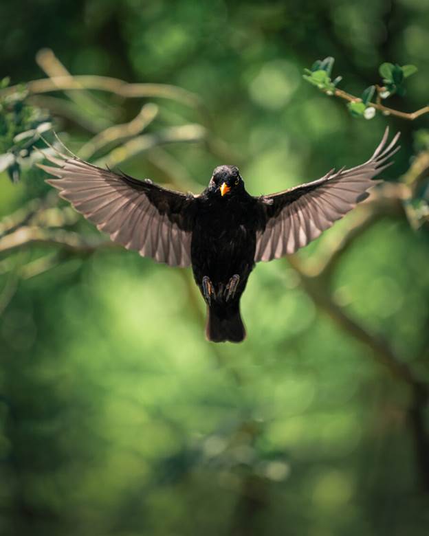 راهنمای جامع عکاسی از پرندگان باغچه: نکات کلیدی برای ثبت تصاویری حیرتانگیز 7 عکاسی از پرندگان یک هنر چالشبرانگیز است.