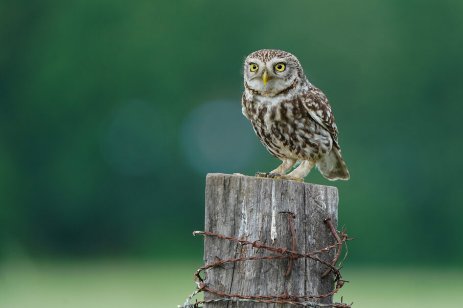 راهنمای جامع عکاسی از پرندگان باغچه: نکات کلیدی برای ثبت تصاویری حیرتانگیز 3 ذخیره تنظیمات عکاسی پرندگان