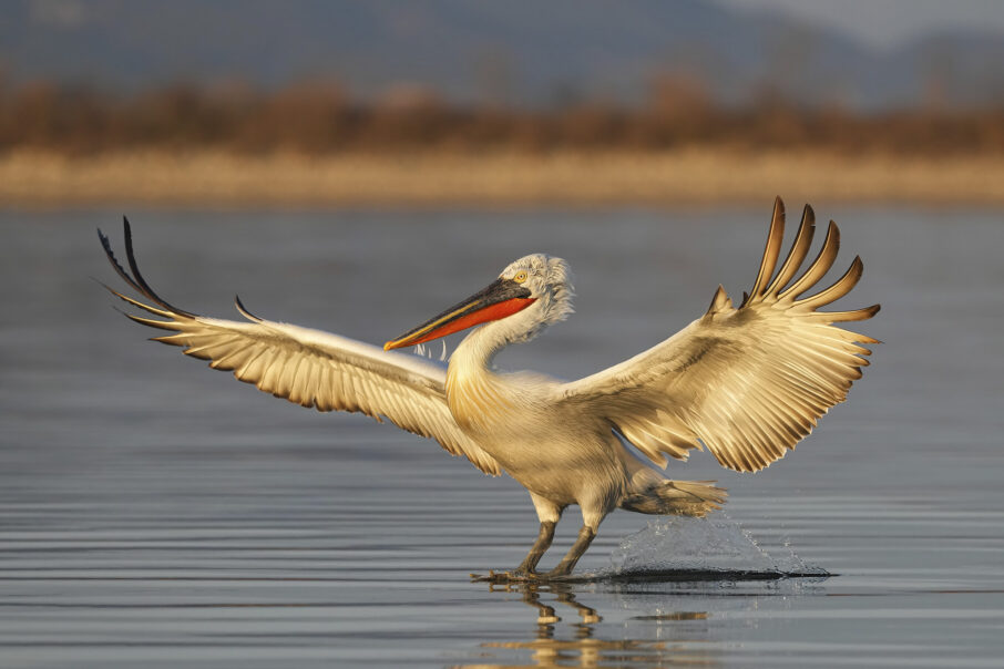 راهنمای جامع عکاسی در ساعت طلایی با دوربینهای سونی آلفا 7 تنظیمات نوردهی